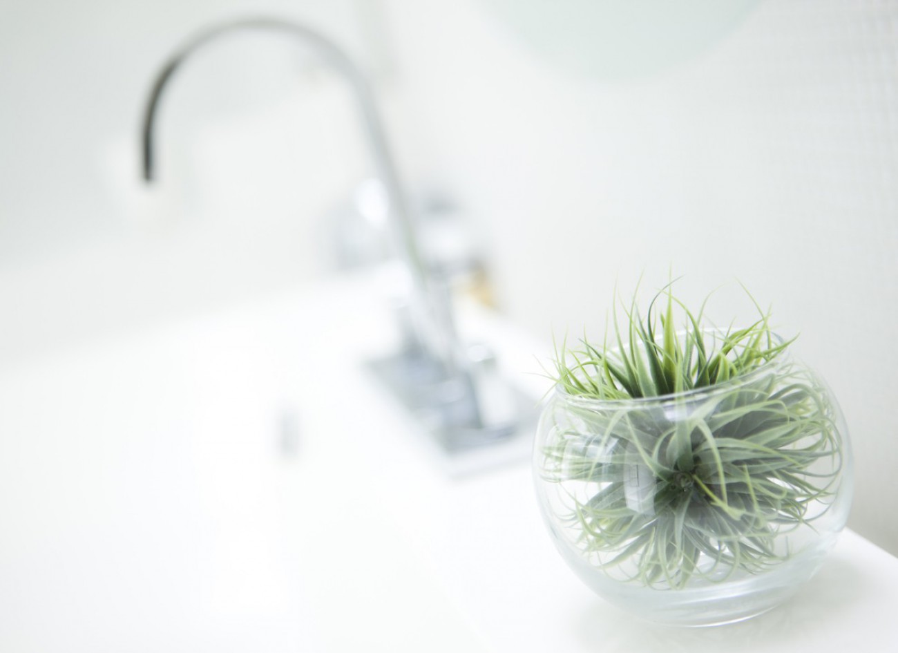 花瓶 土のいらない植物 エアプランツ で手軽にグリーンのあるお部屋を スイデコブログ スイートデコレーション