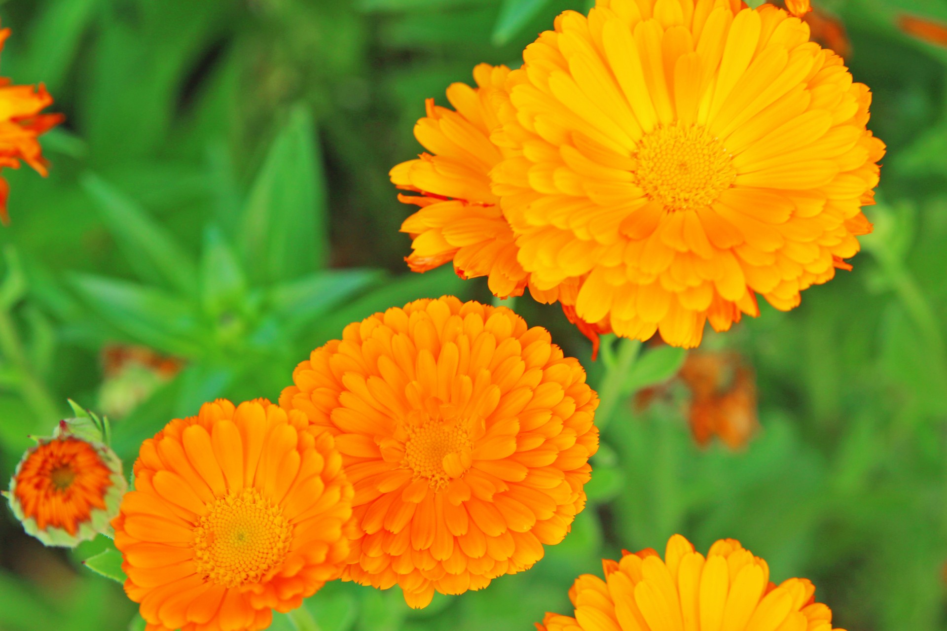 ガーデニングビギナーにおすすめ 庭を彩る育てやすい花７種 スイデコブログ スイートデコレーション