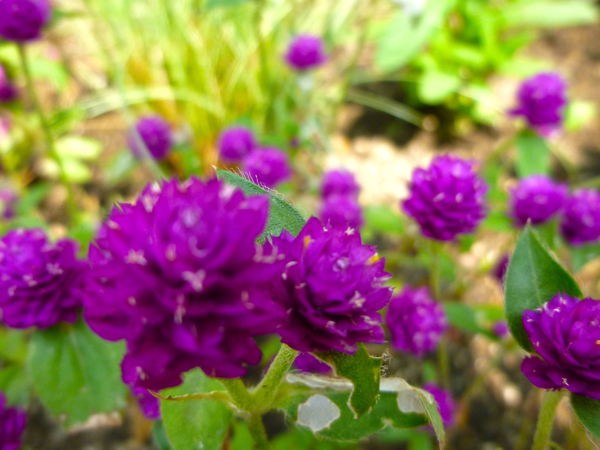 ガーデニングビギナーにおすすめ 庭を彩る育てやすい花７種 スイデコブログ スイートデコレーション