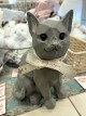 おすすめのインテリア雑貨♪